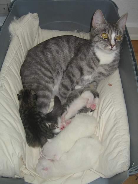 Huskat Stribemis (Beauty) - Mor passer rigtig godt på os. billede 6