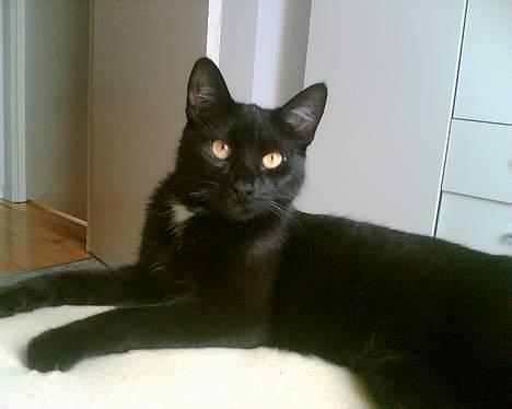 Huskat freja billede 1