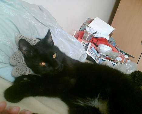 Huskat freja billede 2