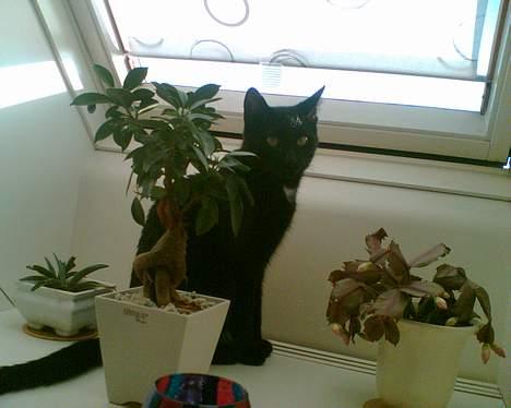 Huskat freja billede 3