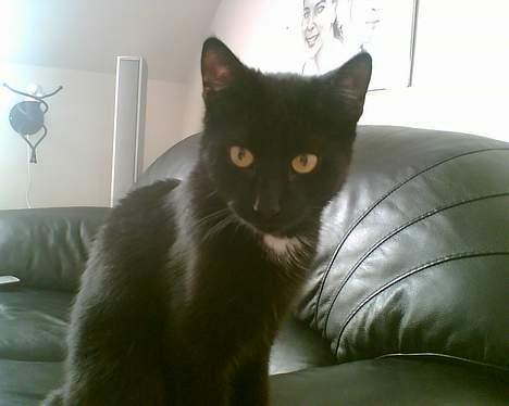 Huskat freja billede 4