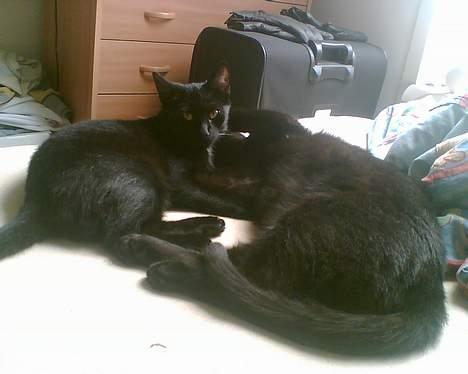 Huskat freja billede 5