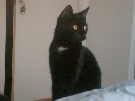 Huskat freja billede 7