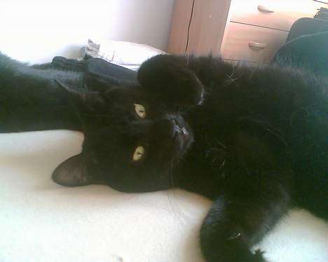 Huskat freja billede 8