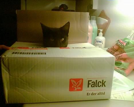 Huskat freja billede 9