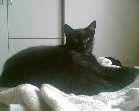 Huskat freja billede 10