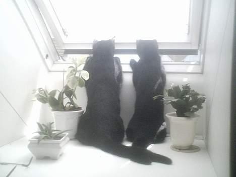 Huskat freja billede 11