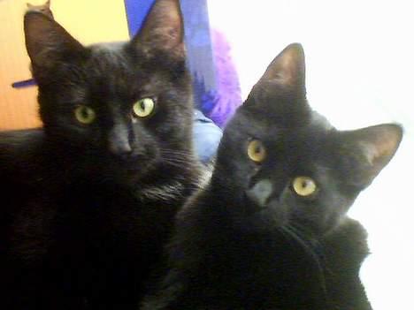 Huskat freja billede 12