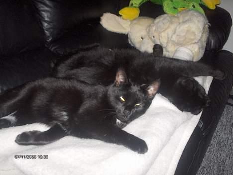 Huskat freja billede 13