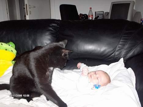 Huskat freja billede 14