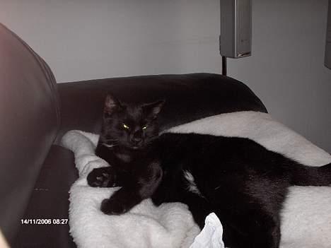 Huskat freja billede 15