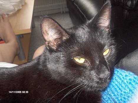 Huskat freja billede 16