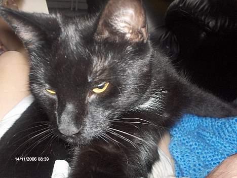 Huskat freja billede 18