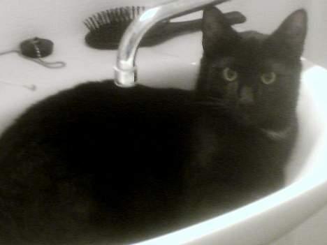 Huskat Benny billede 1