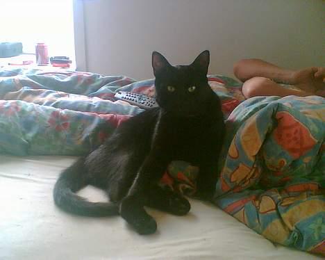 Huskat Benny billede 2