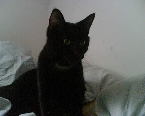 Huskat Benny billede 3