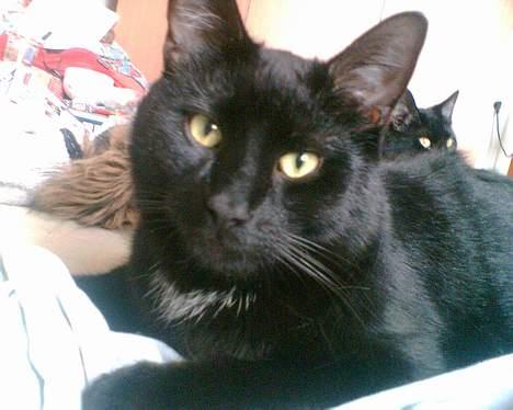 Huskat Benny billede 4