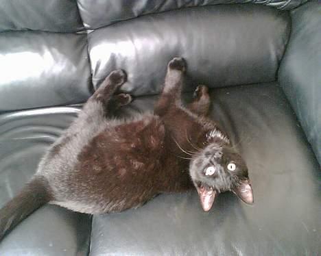 Huskat Benny billede 5