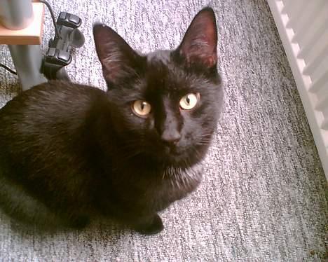 Huskat Benny billede 6