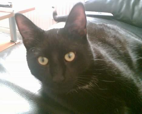 Huskat Benny billede 7