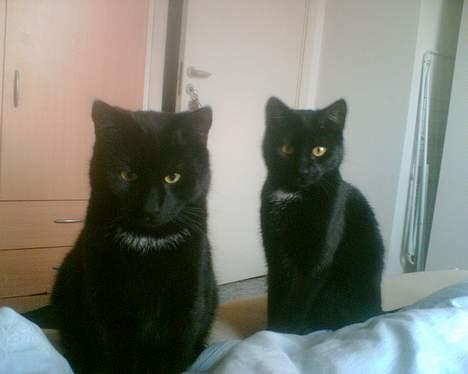 Huskat Benny billede 9