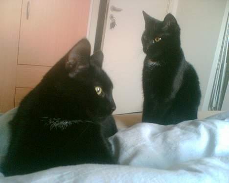 Huskat Benny billede 10