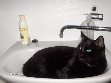 Huskat Benny billede 11