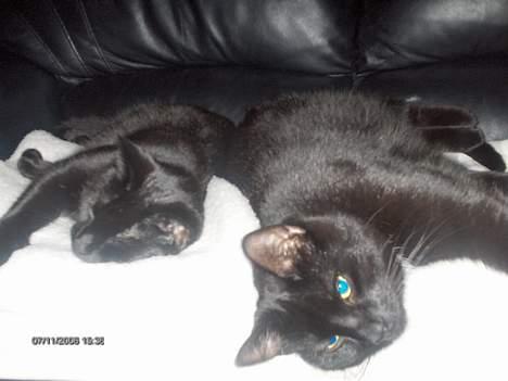 Huskat Benny billede 12