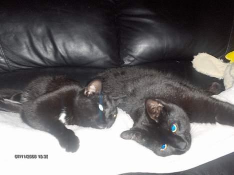 Huskat Benny billede 13