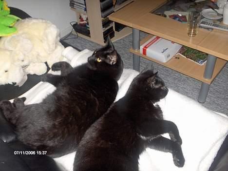 Huskat Benny billede 14