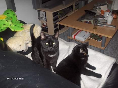 Huskat Benny billede 15