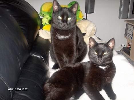 Huskat Benny billede 16