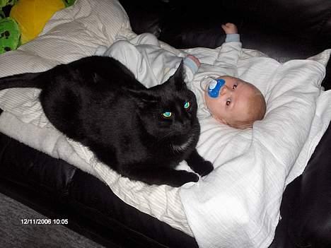 Huskat Benny billede 17