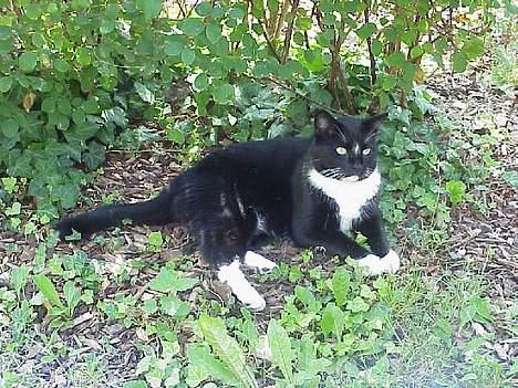 Blanding af racer Mennis - Mennis min store hankat - trofast, livlig og blid! billede 1