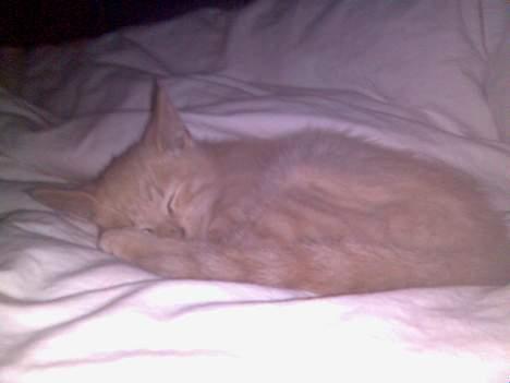 Huskat Mikkel billede 1