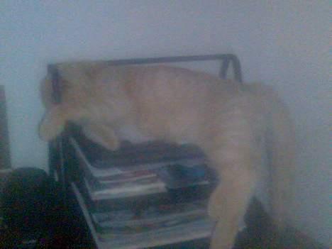 Huskat Mikkel billede 2