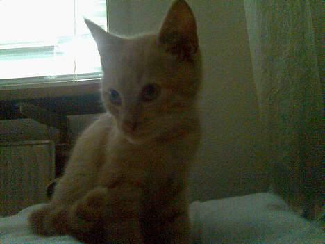 Huskat Mikkel billede 3