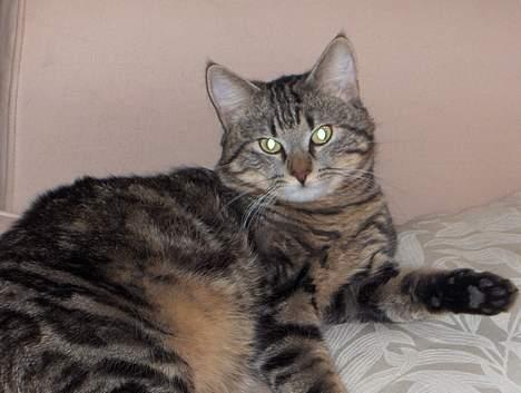 Blanding af racer buller - det jo ikk mærkeligt jeg er så stor og ska hvile tit... elsker jo bar mad!!! billede 2