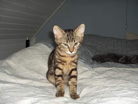 Blanding af racer buller billede 3