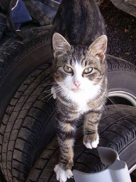 Blanding af racer Møller : ) billede 1