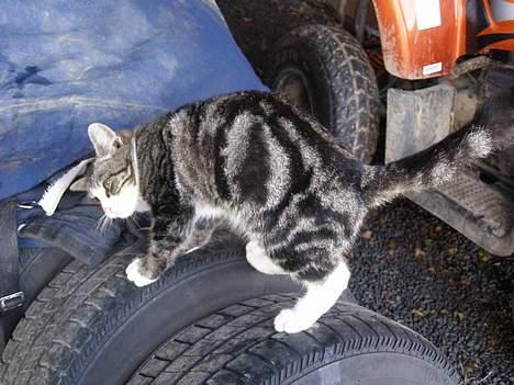 Blanding af racer Møller : ) billede 3