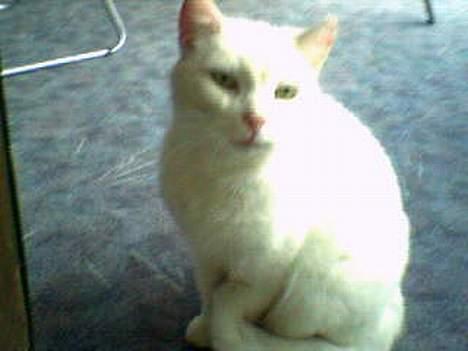 Huskat Pyrus billede 1