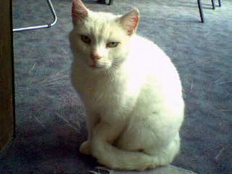 Huskat Pyrus billede 2