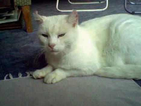 Huskat Pyrus billede 3