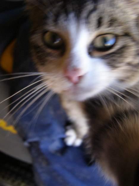 Blanding af racer Møller : ) billede 4