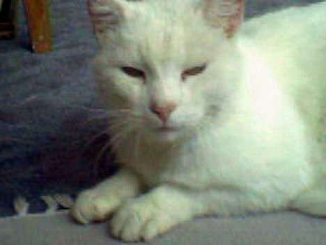 Huskat Pyrus billede 4