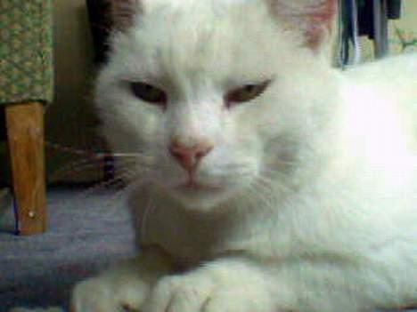 Huskat Pyrus billede 5