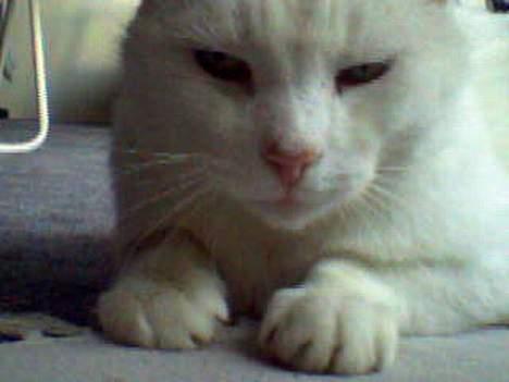 Huskat Pyrus billede 6