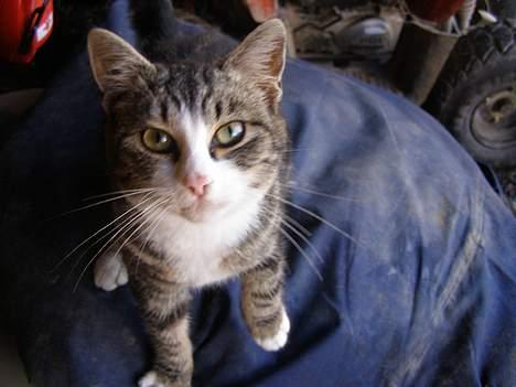 Blanding af racer Møller : ) billede 5