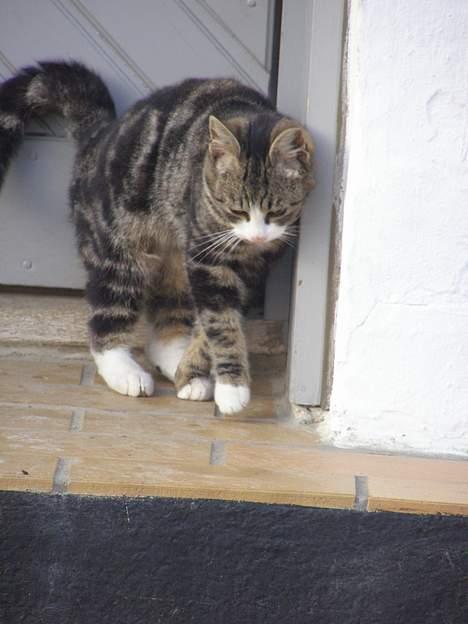 Blanding af racer Møller : ) billede 6